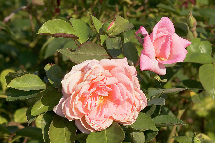 Hybrid Tea Rose (rosa bridesmaid) #1 Photograph by Brian Gadsby/science Photo Library