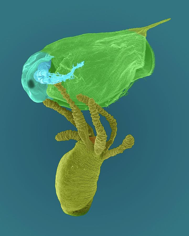 Hydra and daphnia