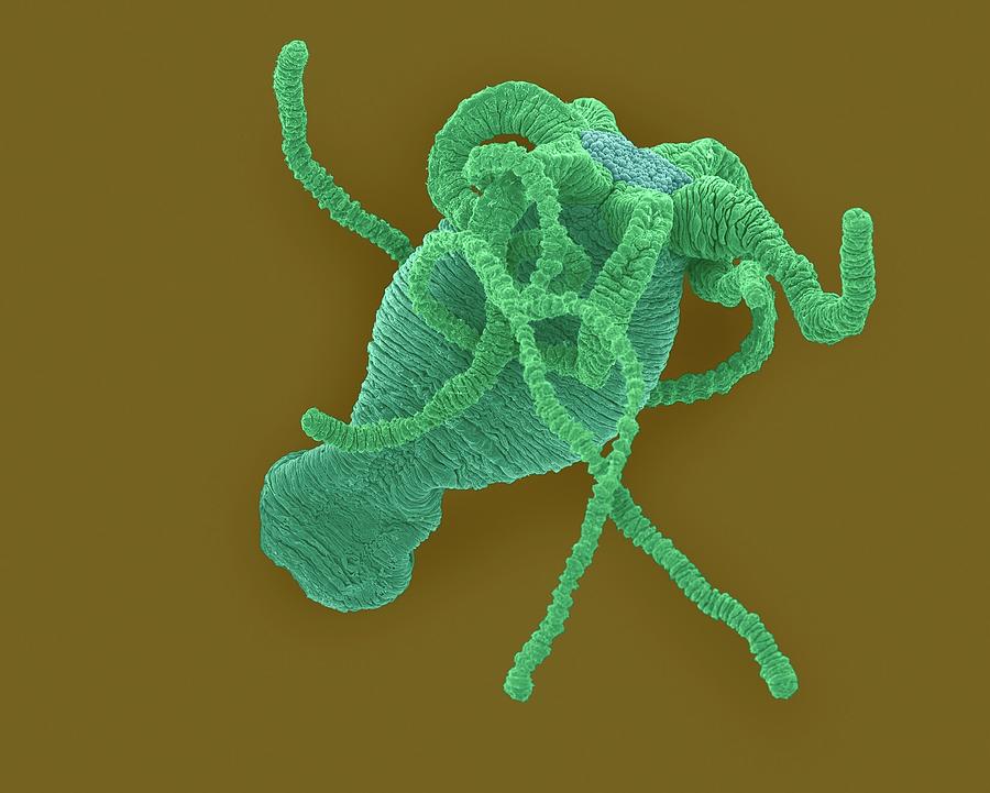 Hydra Sp. (cnidarian) #1 Photograph by Dennis Kunkel Microscopy/science Photo Library