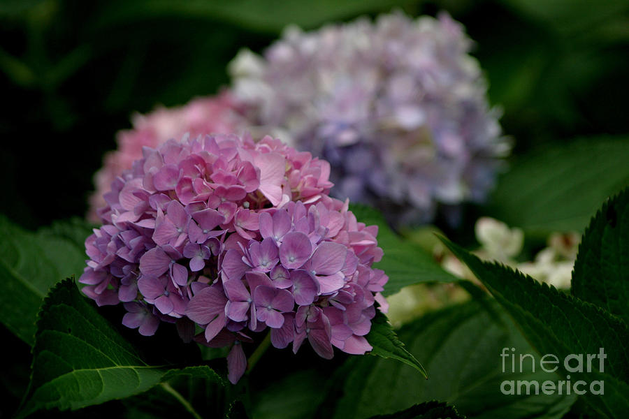 Hydrangea #1 Photograph by Living Color Photography Lorraine Lynch