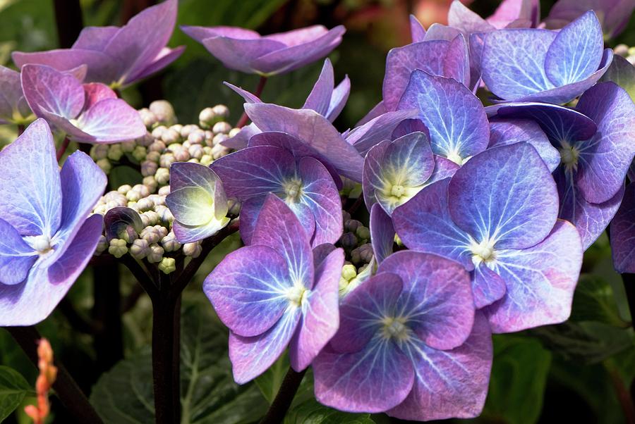 Image of Hydrangea macrophylla zorro close-up of flowers