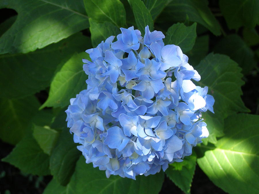 Hydrangea Photograph by Stephanie Overton - Fine Art America