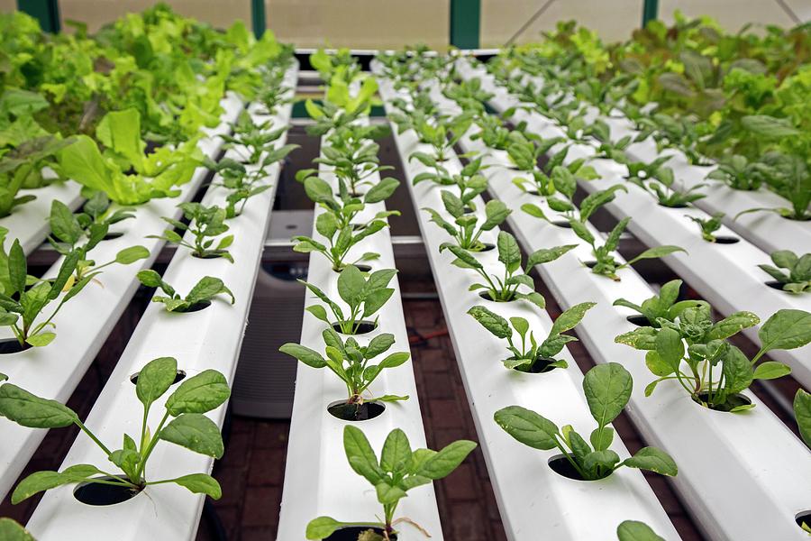 Hydroponic Spinach At A Hospital Farm Photograph by Jim West - Fine Art ...