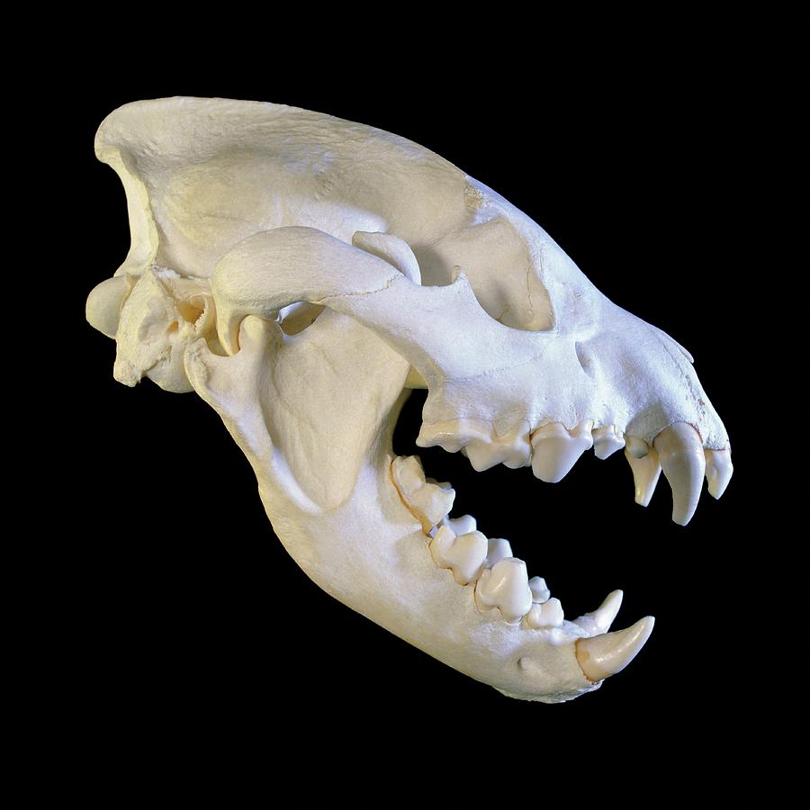 Hyena Skull #1 Photograph by Sinclair Stammers/science Photo Library.