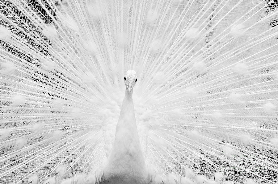 Peacock Photograph - Hypnotic power by Simona Ghidini