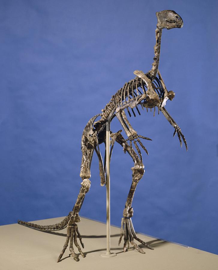 Hypsilophodon dinosaur skeleton #1 Photograph by Science Photo Library