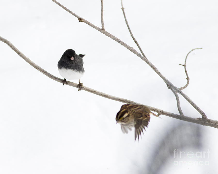 Sparrow Photograph - I am Outta Here #1 by Ursula Lawrence