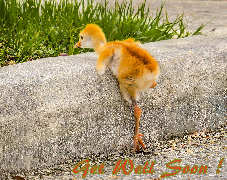Get Well Soon Photograph - I know i can. I know i can					 #1 by Zina Stromberg
