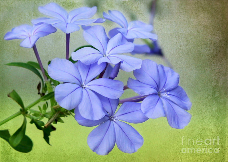 I Love Blue Flowers #1 Photograph by Sabrina L Ryan