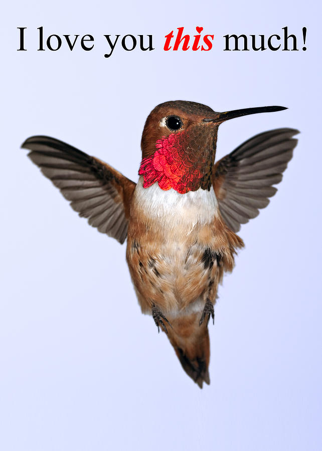 Hummingbird Photograph - I love you THIS much #1 by Gregory Scott