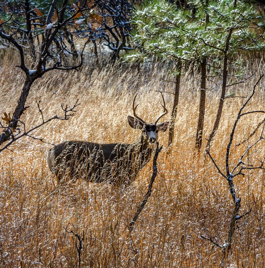 Deer Photograph - I See You by Chris Kominski