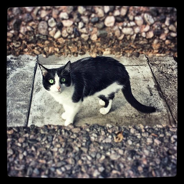 I Spy... #catstagram #1 Photograph by Casey Asher