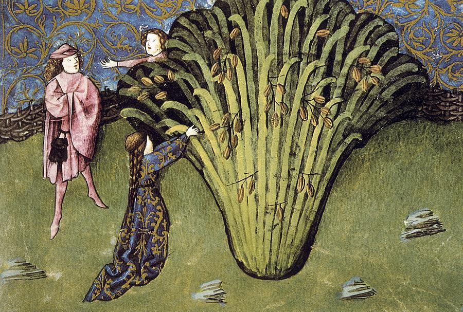 Ibn Butlan, Abul Hasan Almujtar C Photograph by Everett Fine Art