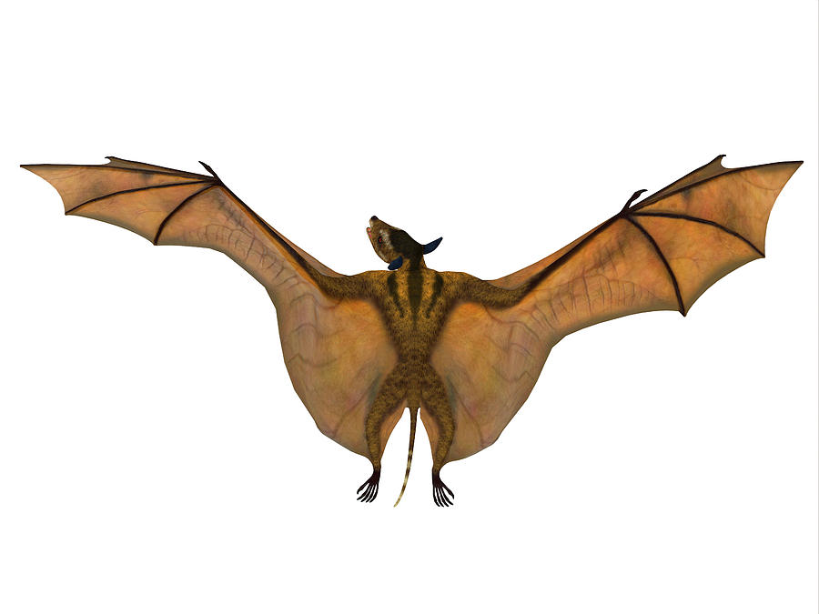 Icaronycteris Bat Wings #1 Photograph by Corey Ford