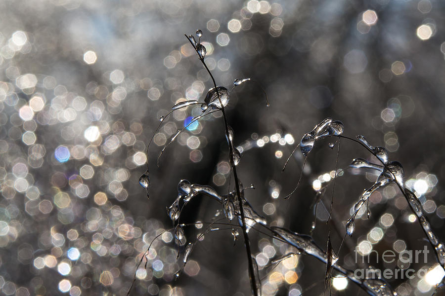 Ice Droplets #1 Photograph by Jim McCain