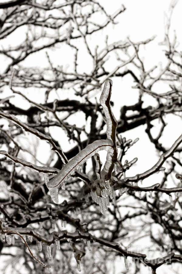 Winter Photograph - Ice on branches #1 by Blink Images