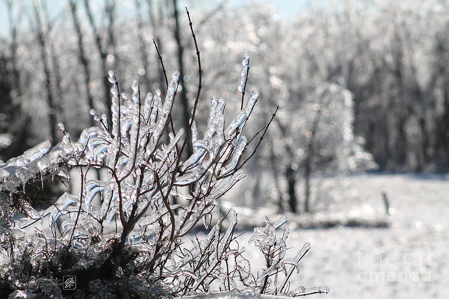 Nature Photograph - Ice Storm Snowball Bush #1 by J McCombie