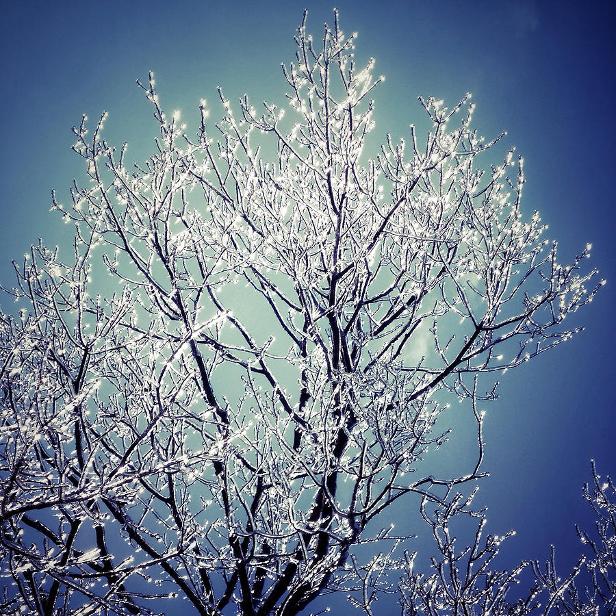 Ice Tree #2 Photograph by Natasha Marco