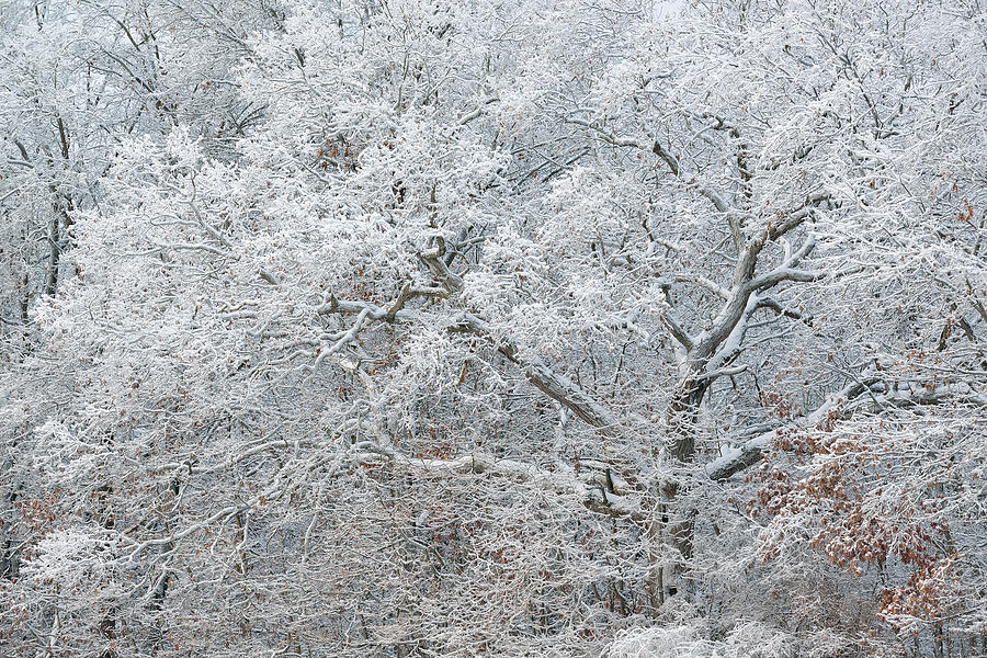 Iced And Snow Flocked Trees Photograph