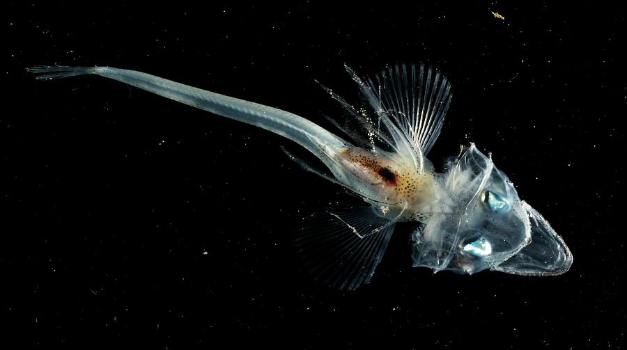 antarctic ice fish