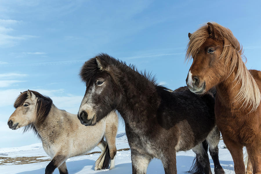 Animal Photograph - Iceland Icelandic Horses Credit #1 by Jaynes Gallery