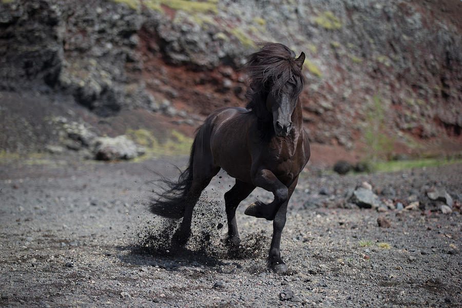 Horse Photograph - Icelandic Black Stallion, Iceland #1 by Panoramic Images