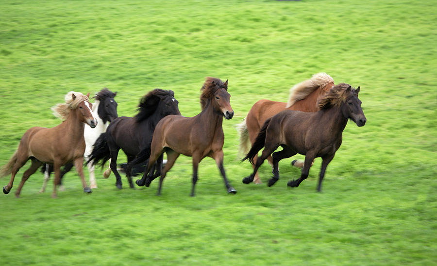 Icelandic Pony #1 Photograph by Grant Faint
