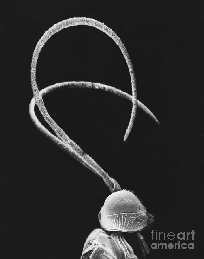 Ichneumon Wasp Antennae #1 Photograph by David M. Phillips