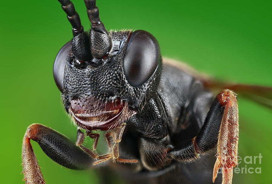 Ichneumon Wasp #1 Photograph by Matthias Lenke