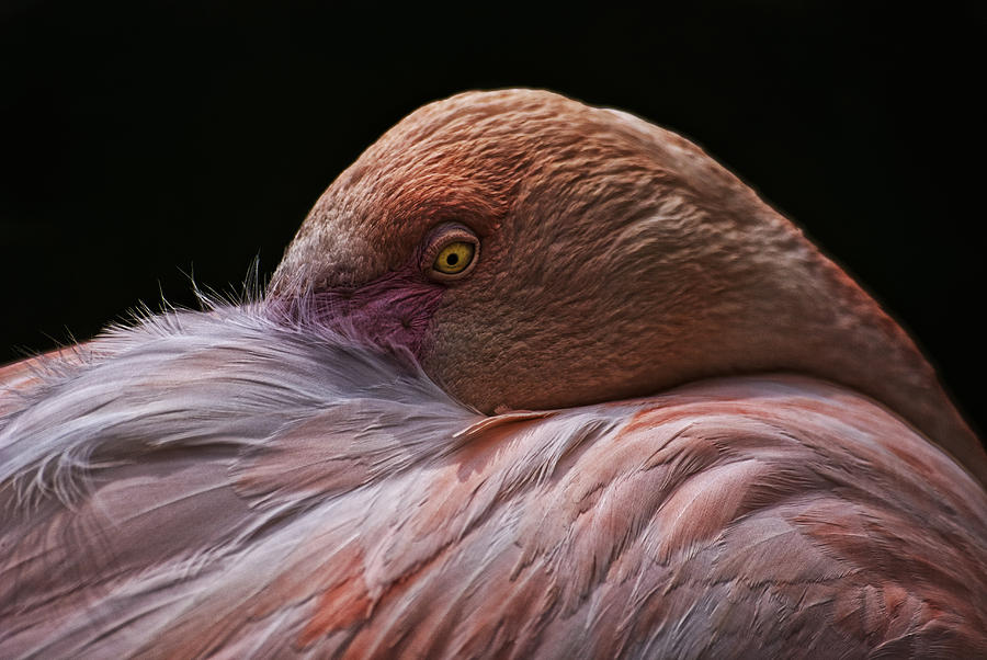 Flamingo Photograph - ICU #1 by Joachim G Pinkawa