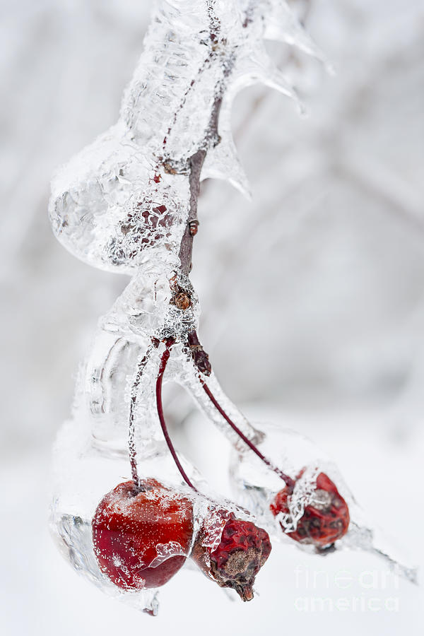 Icy branch with crab apples 1 Photograph by Elena Elisseeva