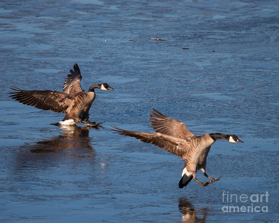 Bird Photograph - Icy Landing #1 by Dale Nelson