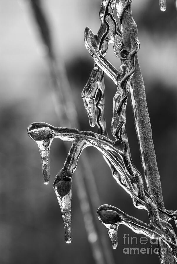 Icy Reed #2 Photograph by JT Lewis
