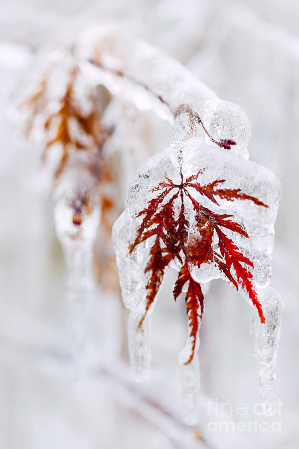 Icy winter leaf 1 Photograph by Elena Elisseeva