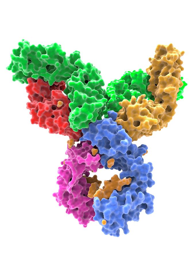 Igm Rheumatoid Factor With Igg1 FC Photograph By Alfred Pasieka/science ...