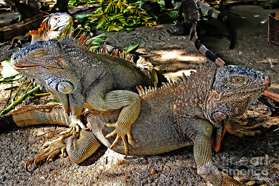 Iguanas #1 Photograph by Olga Hamilton