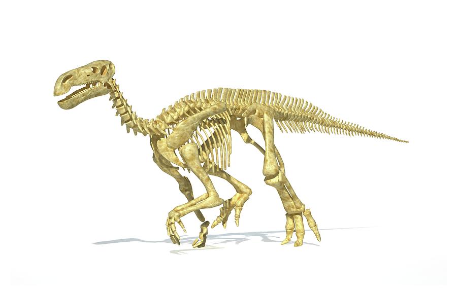 iguanodon skeleton