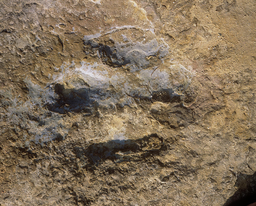 iguanodon footprint