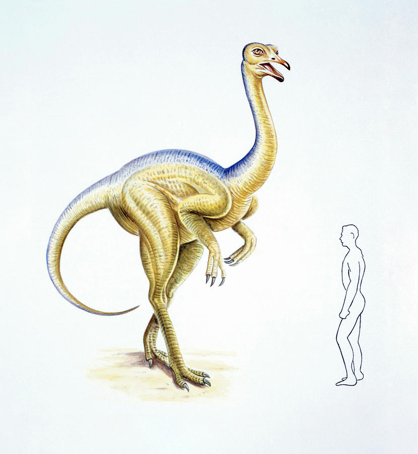 Deinocheirus dinosaurs, illustration - Stock Image - C048/2646 - Science  Photo Library