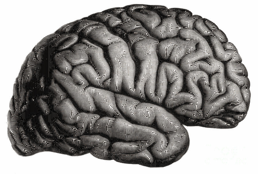 Illustration Of The Brain #1 Photograph by Dennis Potokar