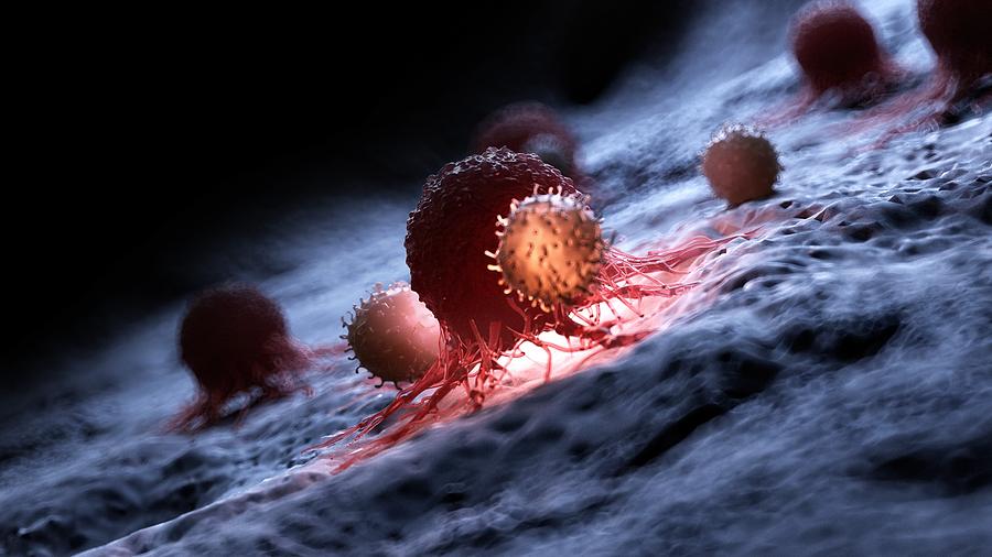 Illustration of white blood cells attacking a cancer cell #1 Drawing by Sciepro/science Photo Library