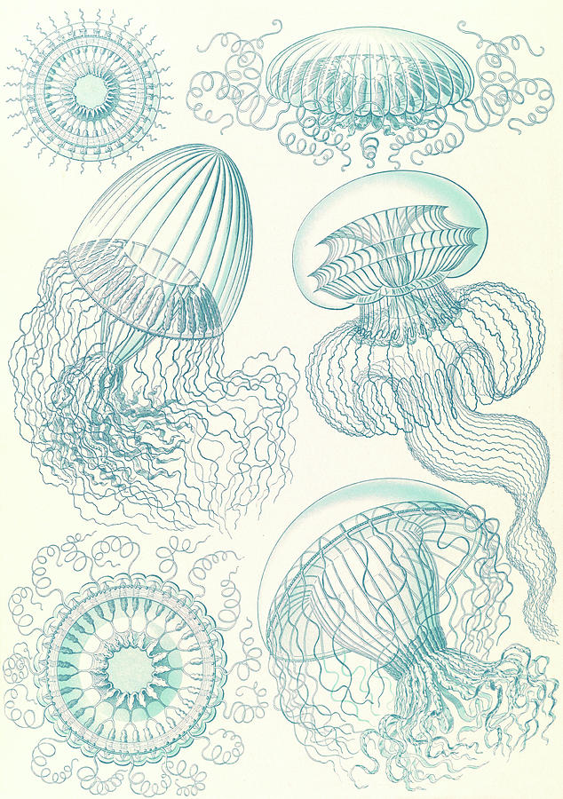 Ernst Haeckel Drawing - Illustration Shows Jellyfishes. Leptomedusae #1 by Artokoloro