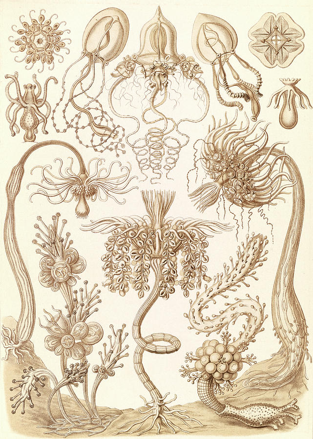 marine invertebrates