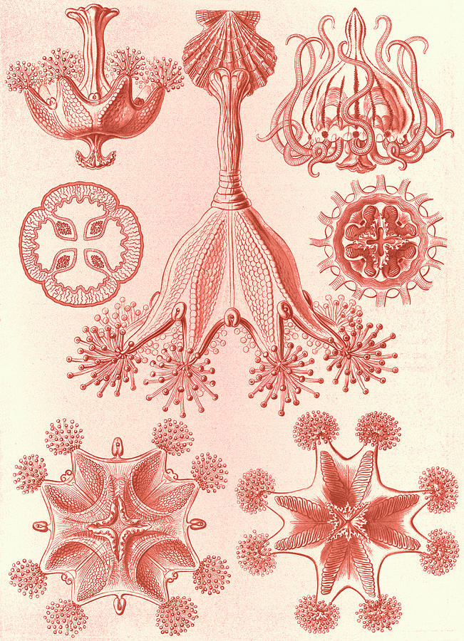 Illustration Shows Stalked Jellyfishes. Stauromedusae Drawing by ...