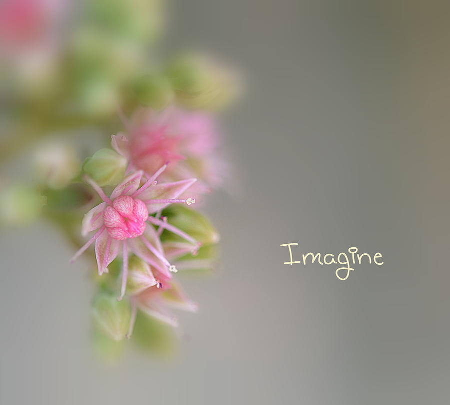 Imagine Now Photograph by Michelle Ayn Potter