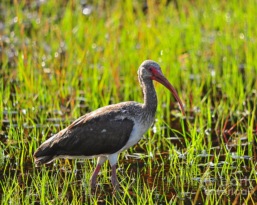 Ibis Photograph - Immature Ibis #1 by Al Powell Photography USA