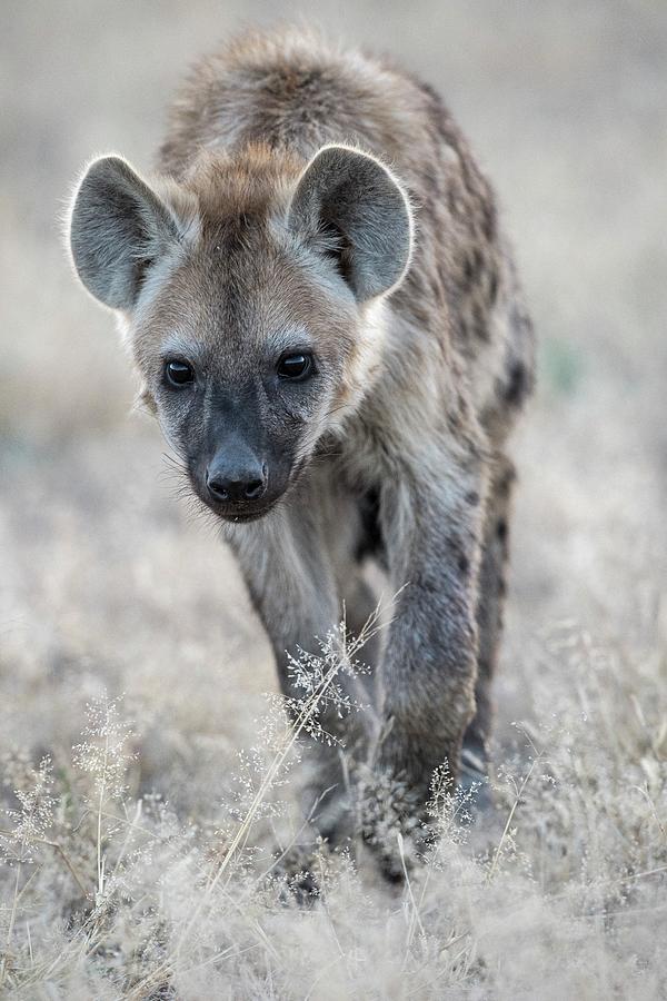 Immature Spotted Hyena #1 Photograph by Tony Camacho/science Photo Library