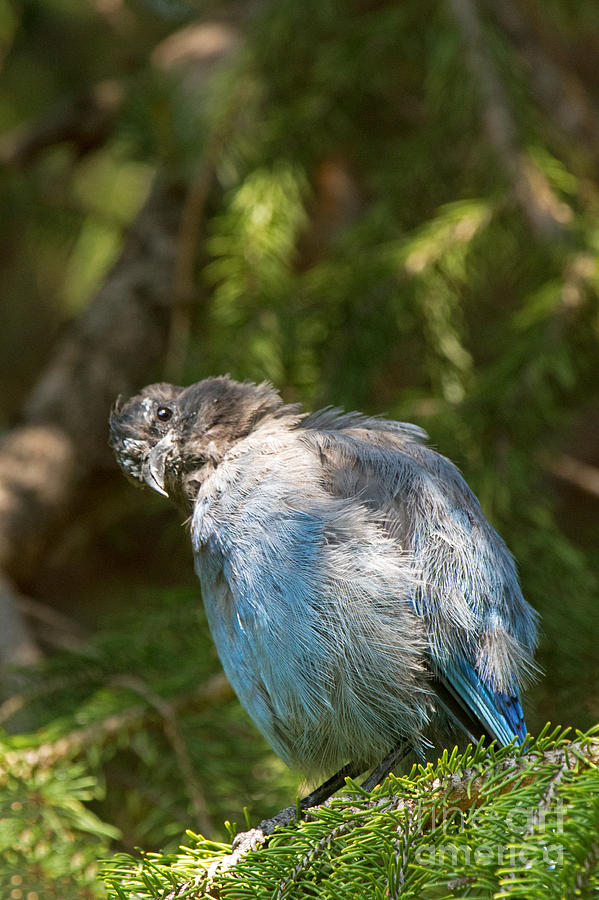 Immature Stellers Jay in Endovalley #1 Photograph by Fred Stearns