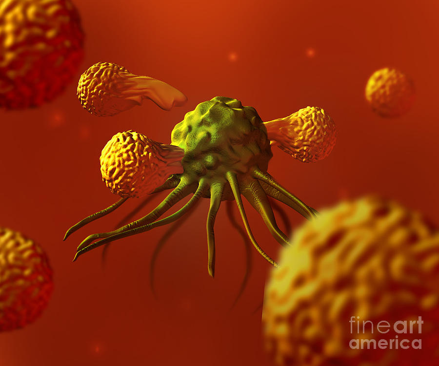 Immune System Fighting A Cancer Cell #1 Photograph by Spencer Sutton
