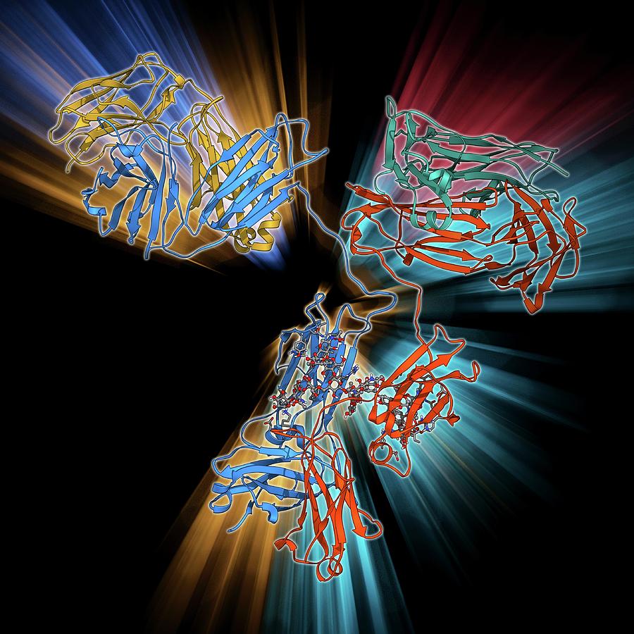 Immunoglobulin G Antibody Molecule #1 Photograph by Laguna Design